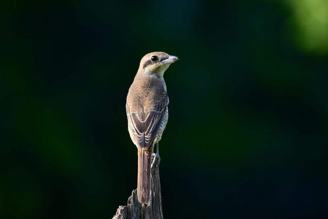 鬼最怕的七种星座,十二个星座最害怕的分别是哪个星座？