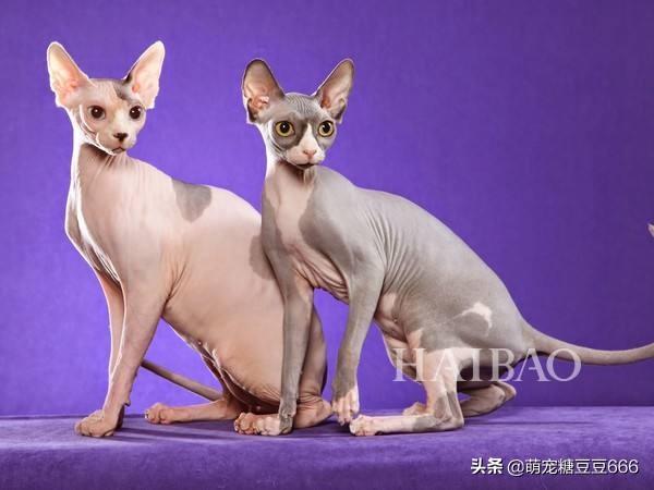 百变猫咪写真:如何把自己家猫拍得很萌？