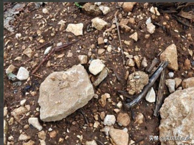 葡萄种植方法:葡萄种植技术,葡萄种植方法？