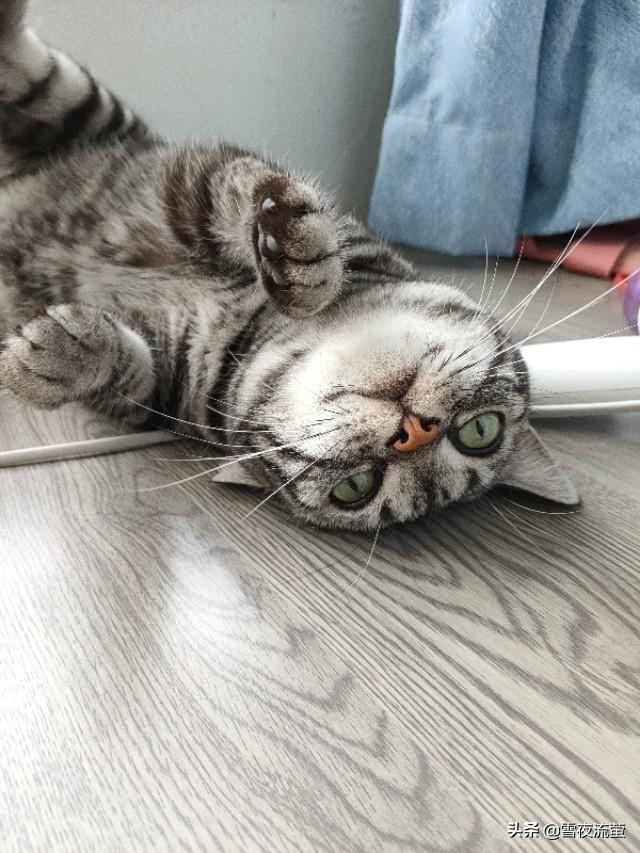 公猫绝育手术视频教程:猫咪绝育手术是怎么做呢？