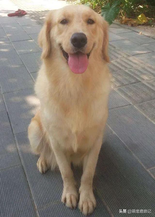 2020狗猫咪品种大全及图片:为什么有人拍一拍家里的狗/猫，就能有几百万粉丝？