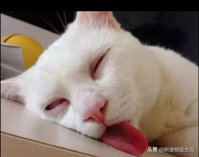 猫咪绝育表情亮了:猫绝育的时候真的需要演戏吗？