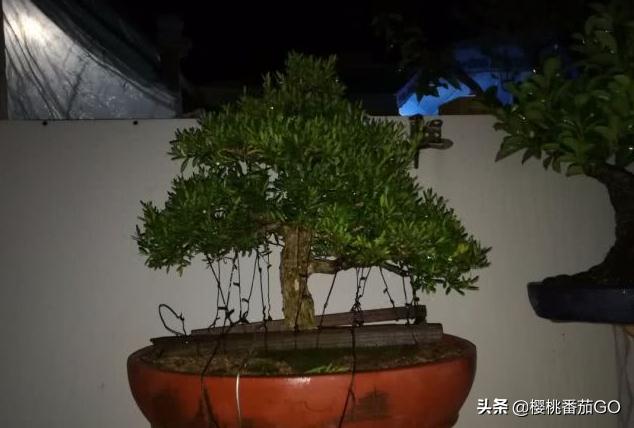 雀舌黄杨盆景欣赏:黄杨盆景的养护有什么注意事项？