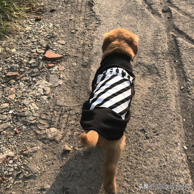 金毛犬性格好不好:我想养一只金毛，需要注意什么，别人告我千万别养，费钱费时间？ 金毛犬的性格