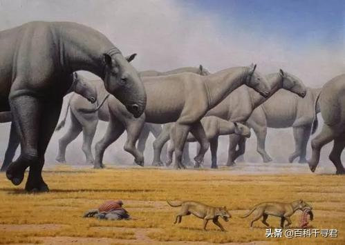 河马吃什么:河马、犀牛是杂食动物吗？