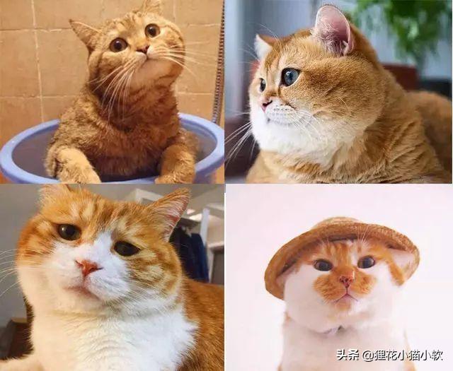 难过的像个200斤的橘猫:橘猫是披着猫皮的猪吗？你家橘座都多少斤了？