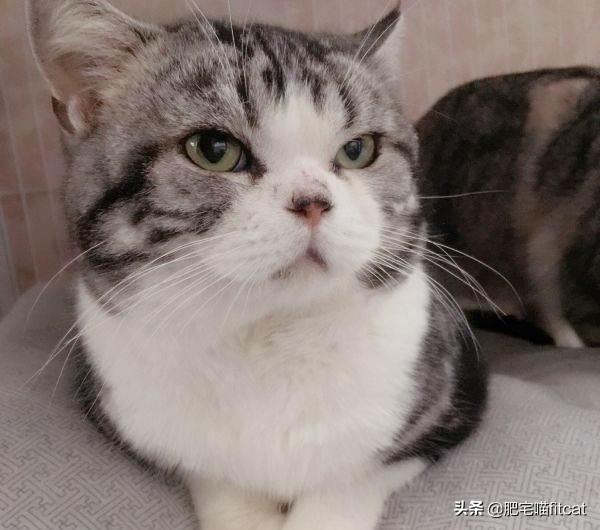 猫瞳孔颜色的代表:有关猫的眼睛冷知识有哪些？