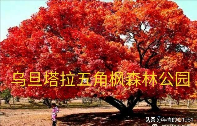 元宝枫图片:东北、华北哪的红叶最美？