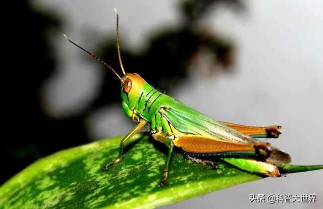 唐太宗吞蝗:古代有很多蝗灾，为什么现在很少有了？
