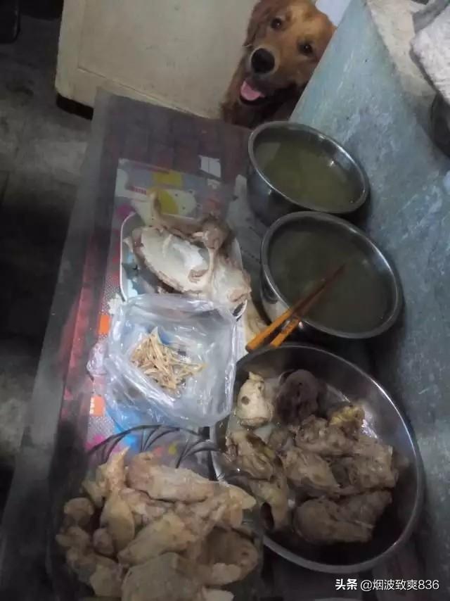 金毛巡回猎犬吃什么:金毛到底适不适合长期吃玉米粉？ 金毛是不是巡回猎犬