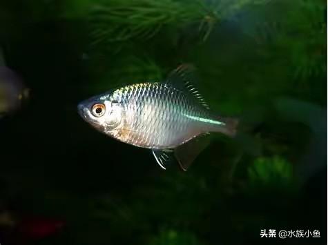 观赏鱼的种类图片:你的鱼缸里面养了哪些小型原生淡水观赏鱼？