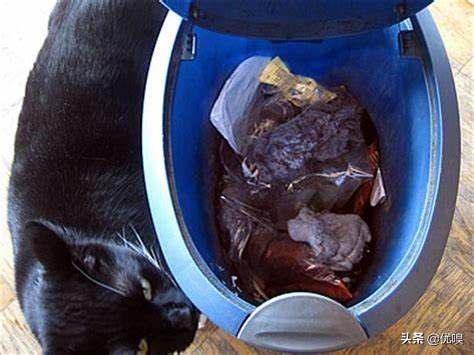 猫咪减肥:猫咪吃的过胖，怎么减肥？ 猫咪减肥方法
