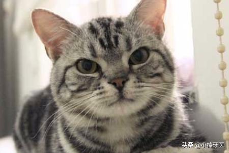 品种猫:中国自己的猫都有些什么品种？