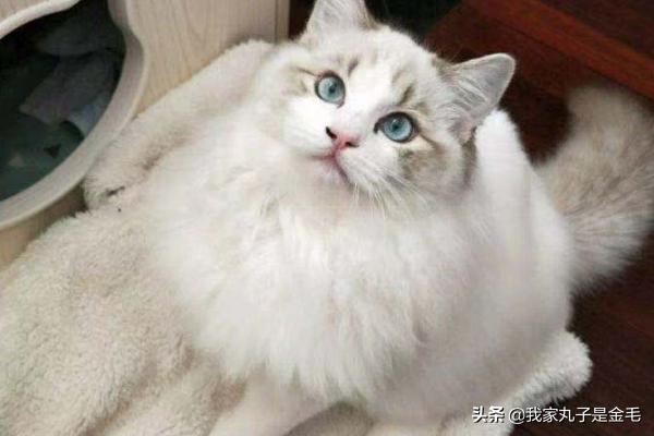 布偶猫多少钱:布偶猫多少钱一只 一只布偶猫大约什么价位？
