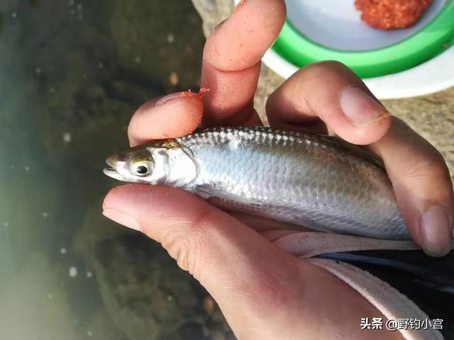 亳州短脚长身梗犬多少钱一只:现在这个温度，用什么饵料能快速钓白条？