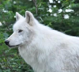 什么狗能咬死藏獒图片:两只训练有素的藏獒能打过一只北美灰狼吗？ 什么狗能咬死藏獒