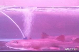 海水缸:如何简易调配海水和调节海水缸盐度？