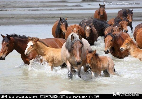 马的品种:肉马多少钱一匹，哪个品种的肉马出肉率最高？