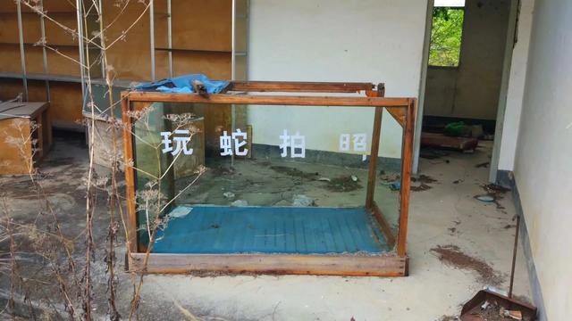 烙铁头蛇:莽山烙铁头和眼镜王蛇，谁更厉害