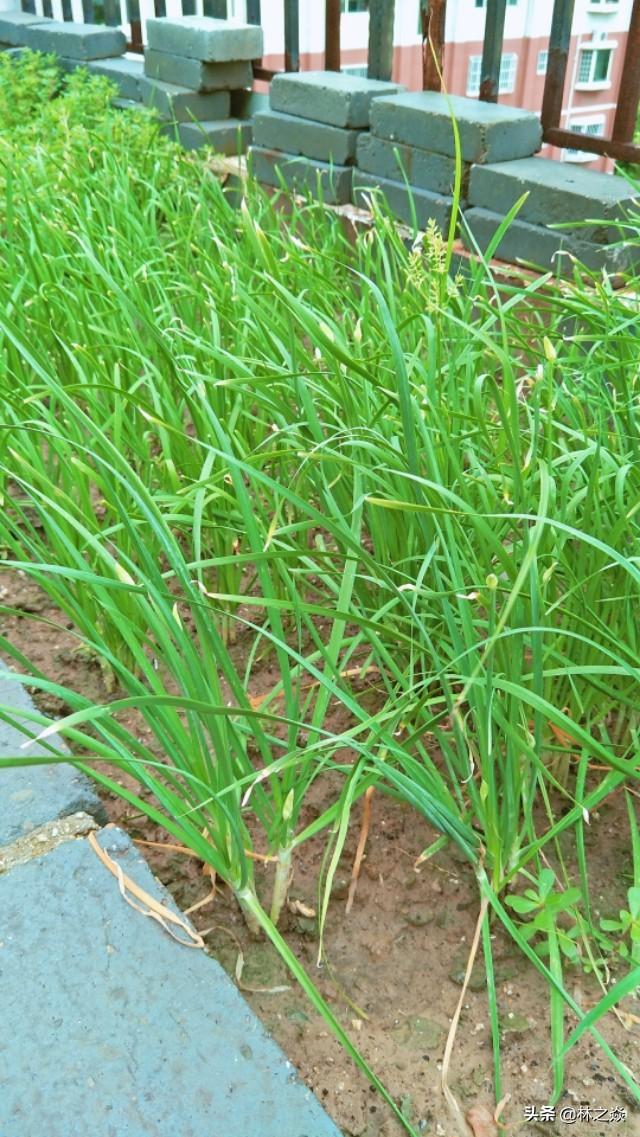 韭菜盒子放葱姜吗