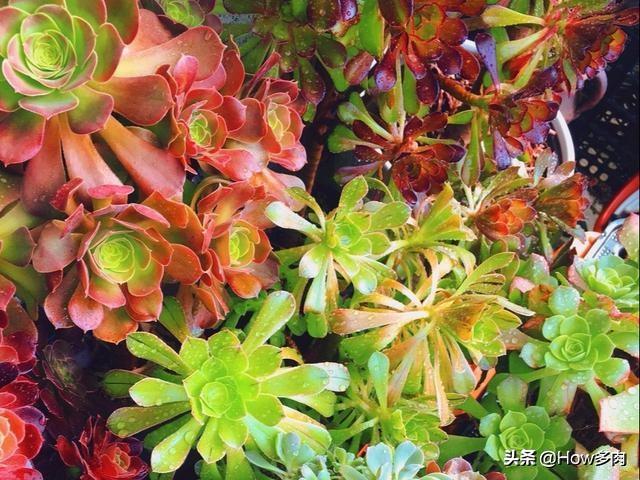 有个多肉形状有点特别,纠结是直接种还是砍一段桩子,特此求教了？