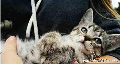 母猫绝育手术注意事项:给猫咪做绝育手术怎样做才能让猫不恨你？
