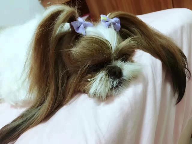 小体西施犬图片:西施犬着凉后有点拉稀，该怎么办呢？