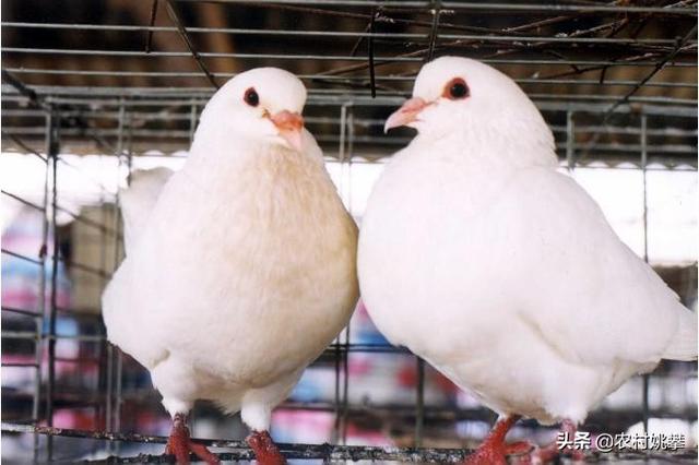 中国仑替鸽哪里卖的:增城仑替鸽养殖 养殖肉鸽的市场前景怎样？养殖过程中应注意哪些地方？