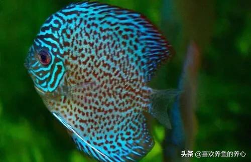 七彩神仙鱼皇室蓝开灯养好吗