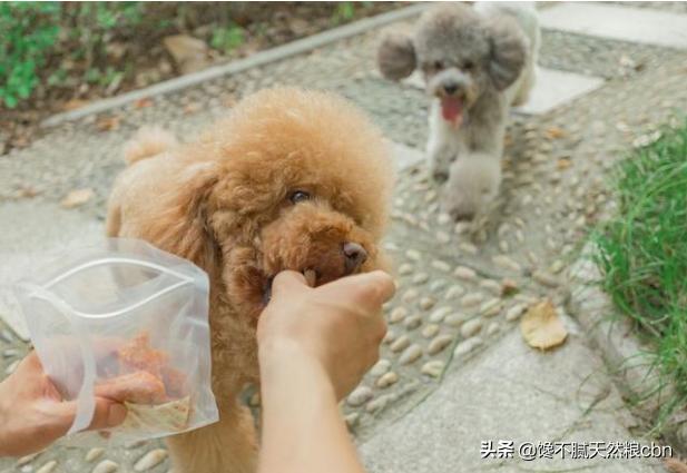 好狗狗:想买个宠物狗，买公的还是母的合适？