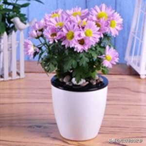 天人菊的移栽:刚栽的菊花苗放在什么地方最好？