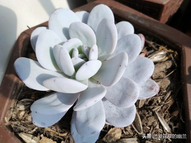 多肉大和锦根能长多粗:多肉叶片大小不匀称，一边大一边小是怎么回事？该怎么解决？