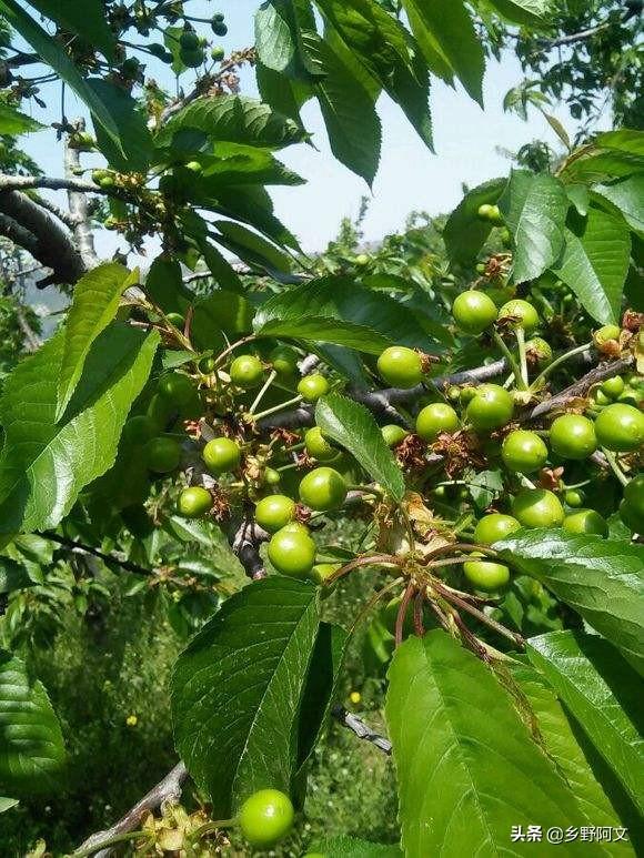 头条问答 - 大樱桃坐果后什么时间浇水施肥好?(13个回答)