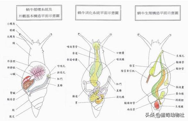 非洲巨蜗牛:蜗牛交配，为什么要发射飞镖刺伤对方
