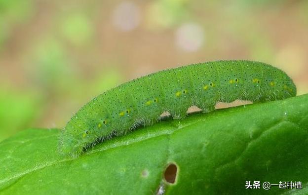 头条问答 萝卜白菜上的菜青虫猖獗 又不想打农药 有什么土办法能防治菜青虫 210个回答
