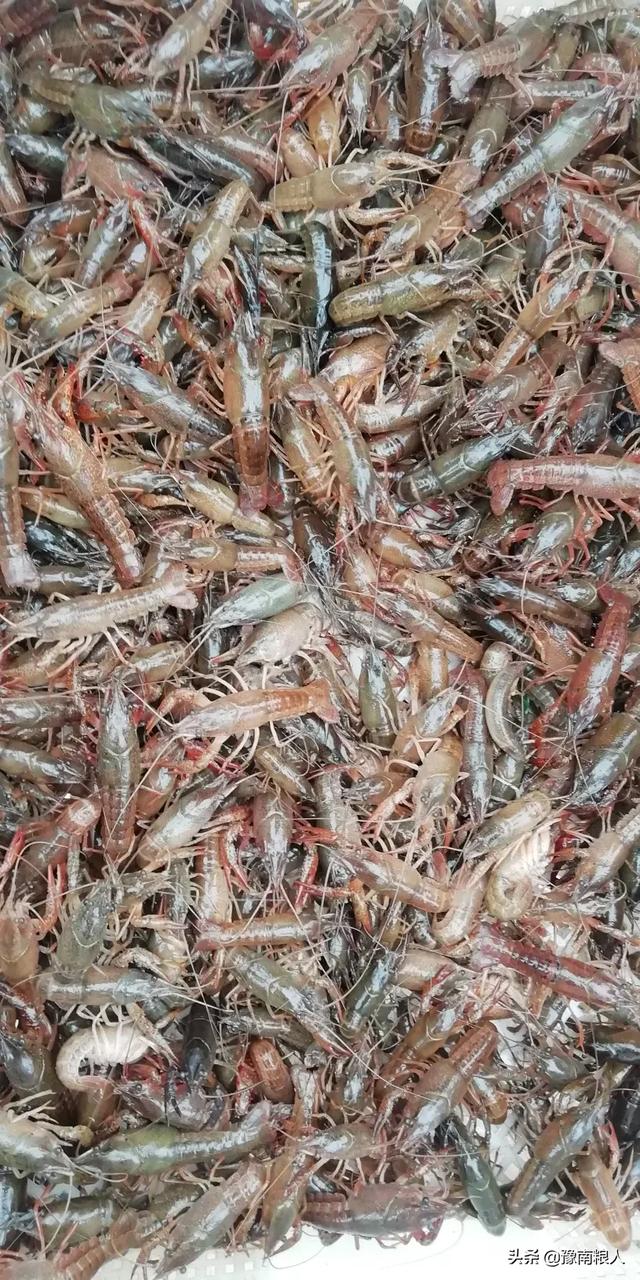 观赏虾脱壳太勤:网箱养殖小龙虾，如何解决小龙虾脱壳问题？