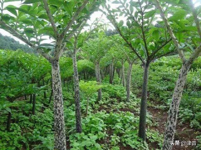 猪儿虫:魔芋种植时有哪些常见虫害？怎么综合防治？