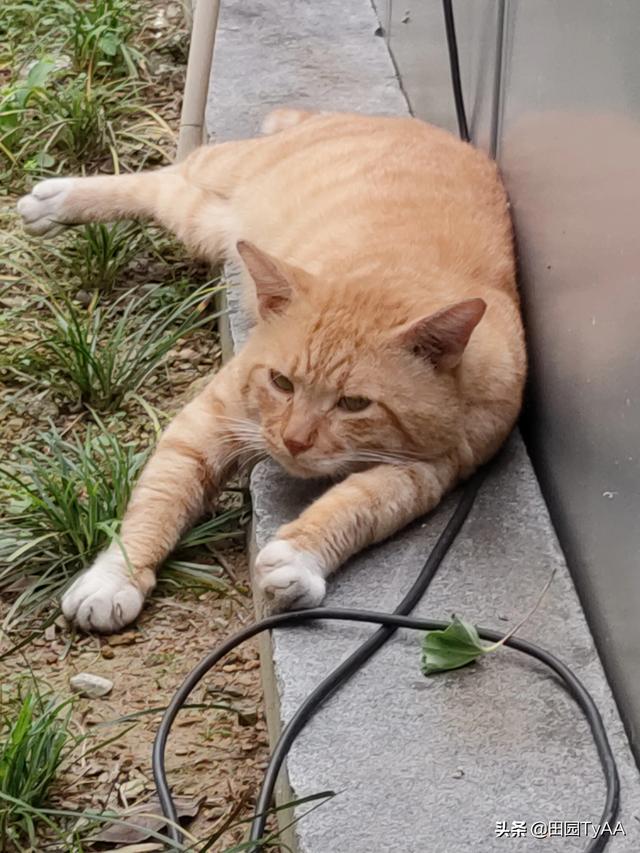 玩具存钱箱愤怒的猫咪:能看看你们家猫猫生气的照片吗？