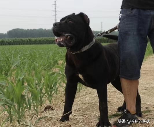 被狗狗咬伤潜伏期:有医生说被猫狗咬十日观察法不准确对吗？