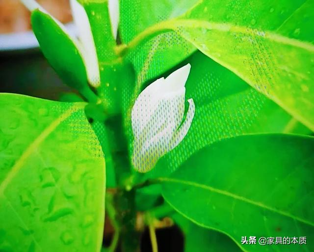 皎皎白玉兰:你认为什么样的女人最有韵味、最迷人？