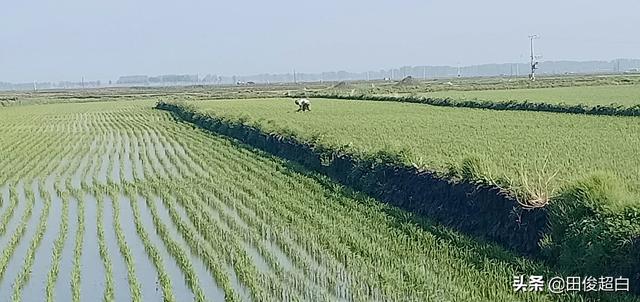 头条问答 水稻田边种植大豆有什么好处吗 铺子的回答 0赞