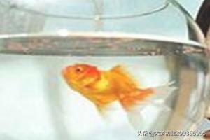 养金鱼的技巧:怎样在家里用简易鱼缸养金鱼？