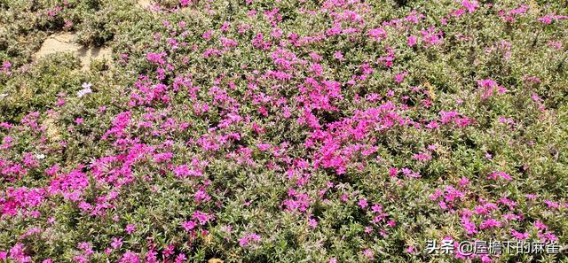 生活中有哪些很优雅暖心的生活习惯