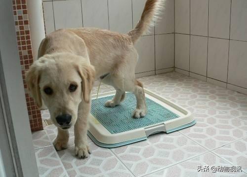 养狗本无错但有些狗主人任凭它随地拉尿对此您怎么看