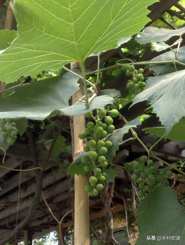 巨峰葡萄做葡萄酒好吗，自家院子种巨峰葡萄，不作任何保果措施，效果怎样？