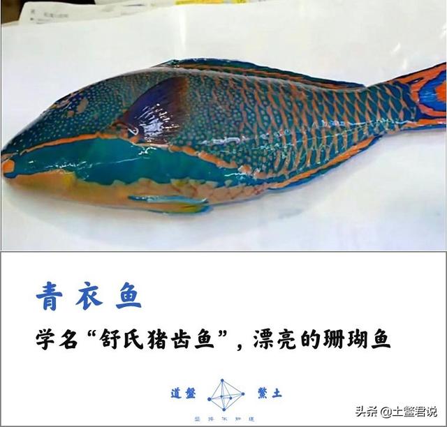 龙趸王:中国四个海哪个海里的海鲜好吃，为什么