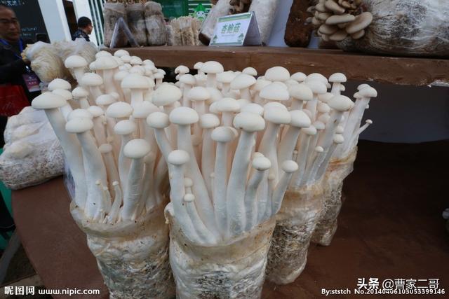 食用菌种植:如何种植蘑菇，种植蘑菇需要什么设备？