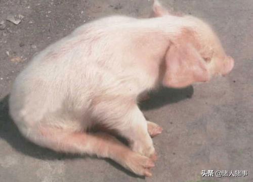 口蹄疫的治疗:口蹄疫的治疗方法 7天小猪得了口蹄疫怎么治，发热40.5度？