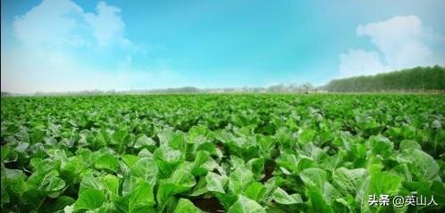 头条问答 以前菜园里不打药 菜长得很好现在为啥不打药 害虫越来越多了 73个回答
