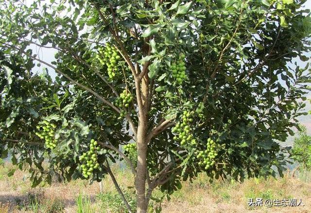 种植桉树的经济效益，南方农村的桉树种植几年卖最划算